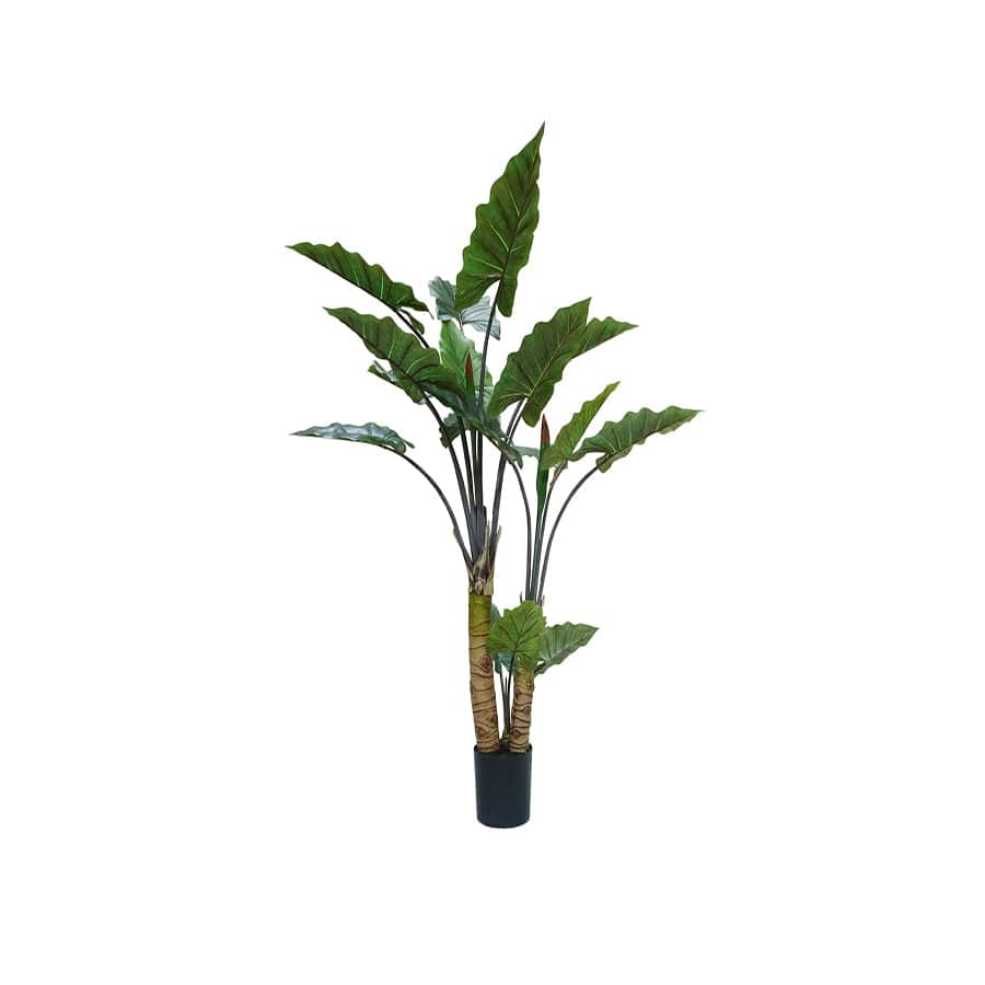 Ivory Coast Alocasia Potted Plant 160 cm