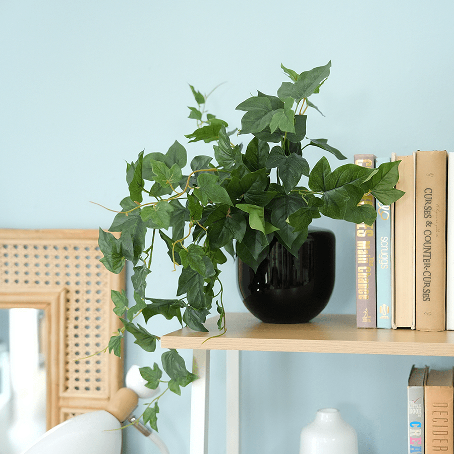 Ivy Morning Glory Ivy Morning Glory Mandaue Foam