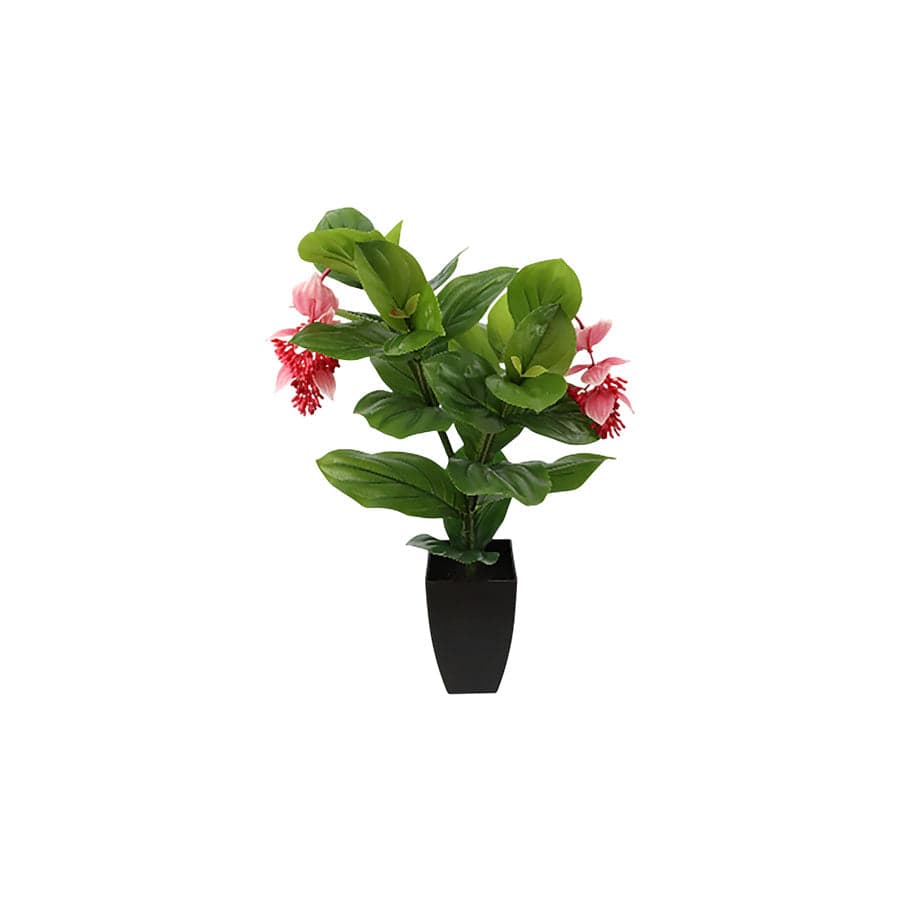 Medinilla Potted Plant 80 cm