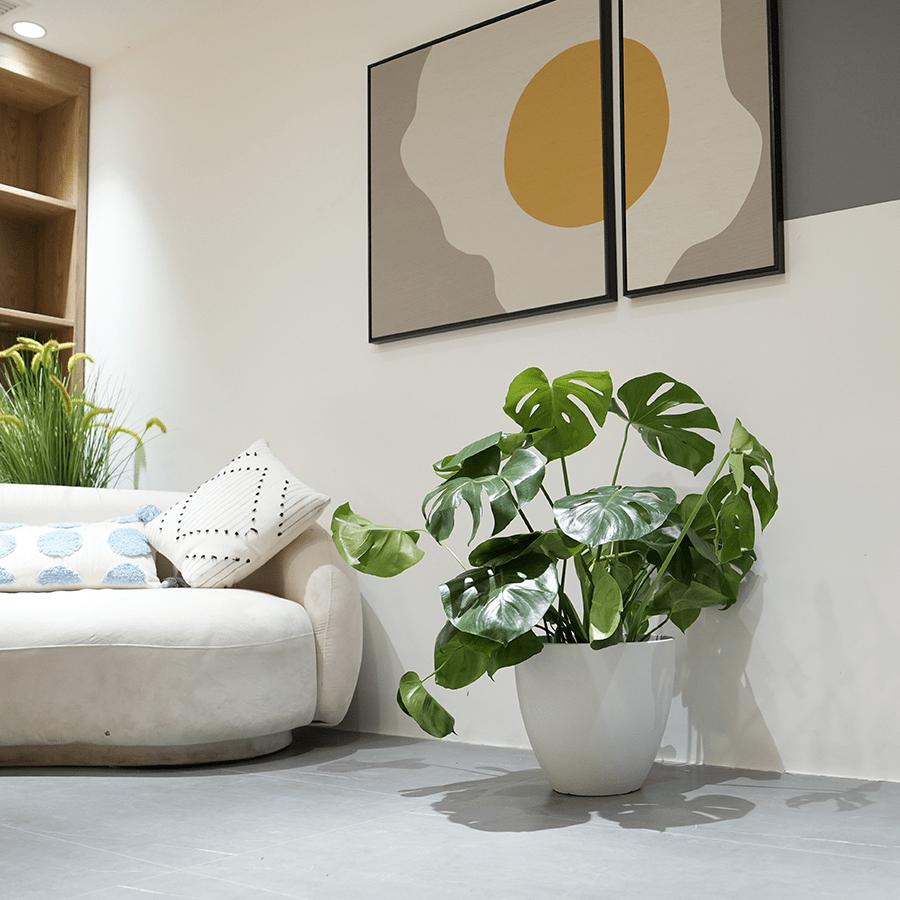Misty Plastic Planter Misty Plastic Planter Mandaue Foam