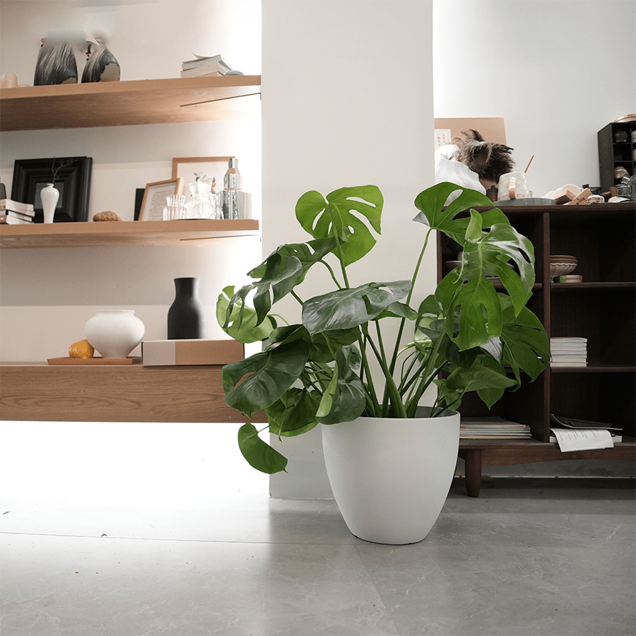 Misty Plastic Planter Misty Plastic Planter Mandaue Foam
