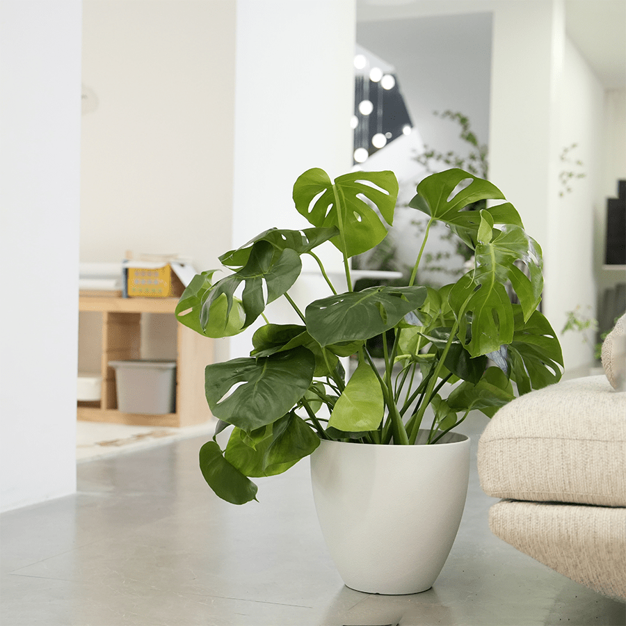 Misty Plastic Planter Misty Plastic Planter Mandaue Foam