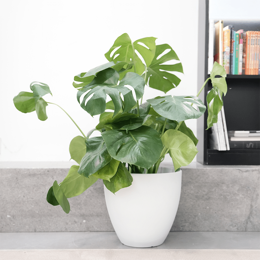 Misty Plastic Planter Misty Plastic Planter Mandaue Foam