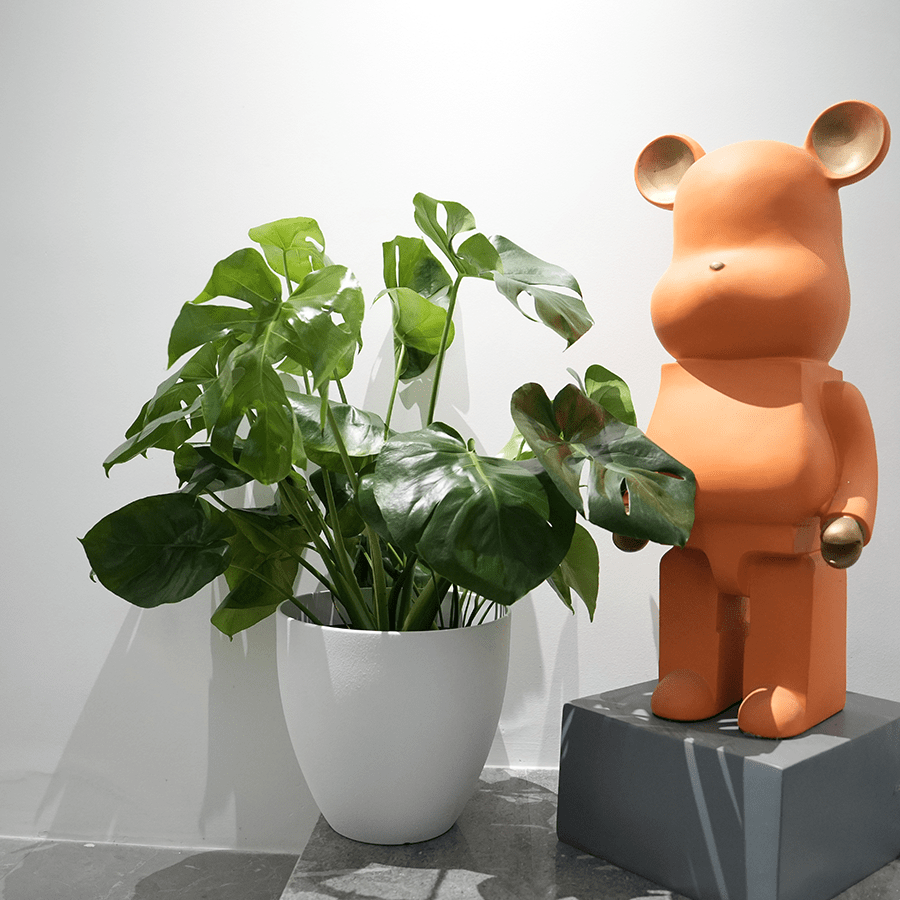 Misty Plastic Planter Misty Plastic Planter Mandaue Foam