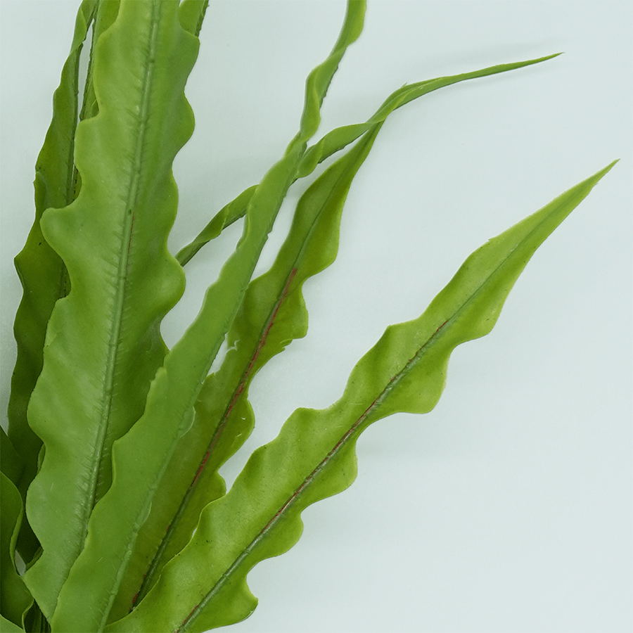 Neottopteris Bunch Neottopteris Bunch Mandaue Foam