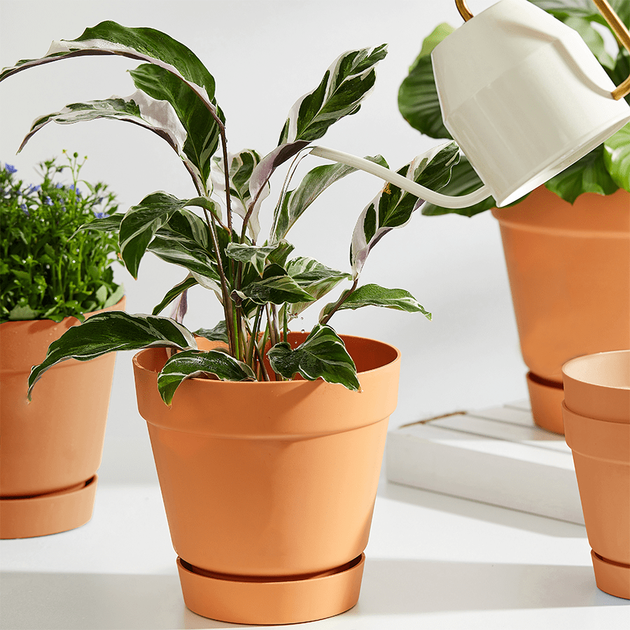 Noton Plastic Planter Noton Plastic Planter Mandaue Foam
