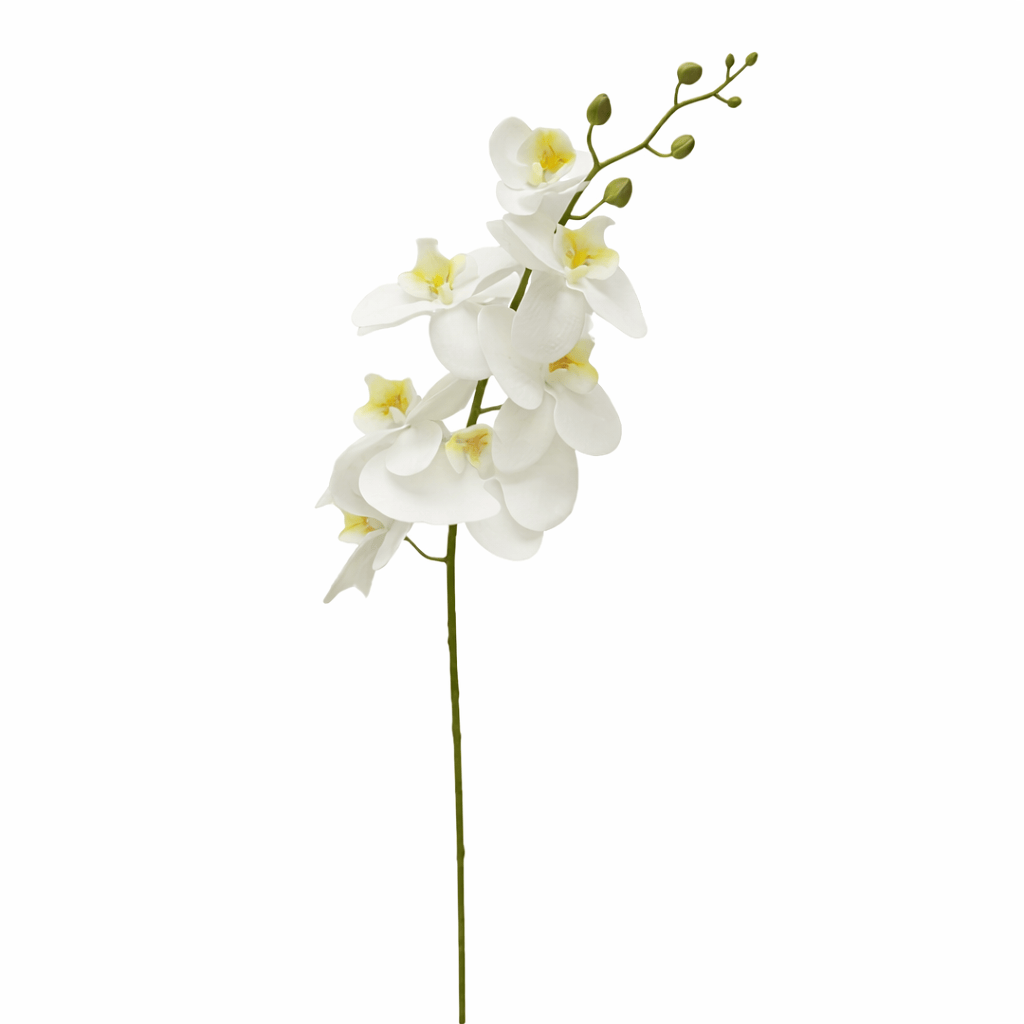 Phalaenopsis Single Flower