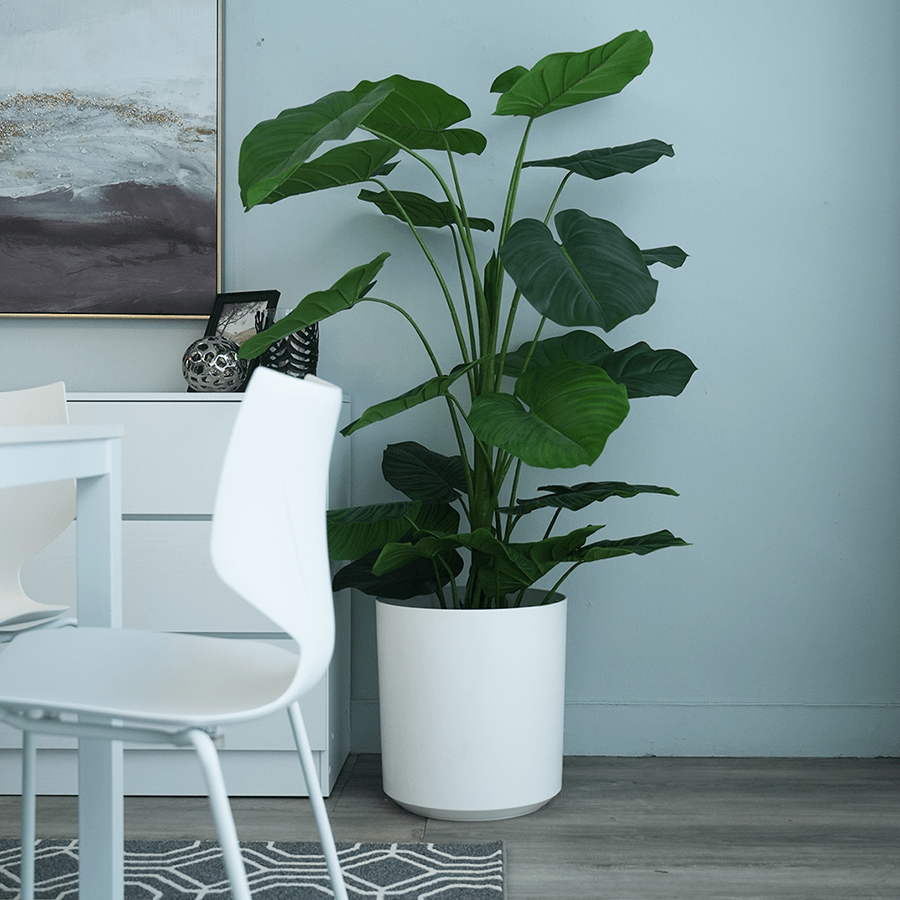 Philodendron in Pot Philodendron in Pot Mandaue Foam