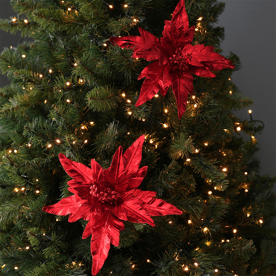 Poinsettia Poinsettia Mandaue Foam