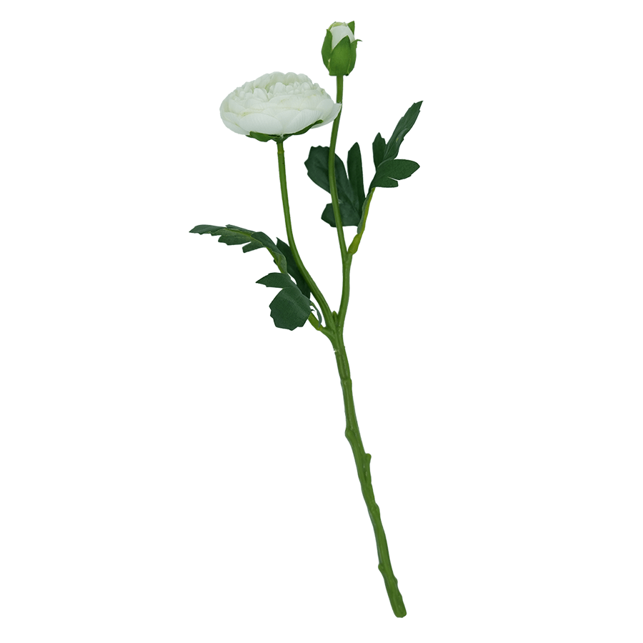 Ranunculous White Ranunculous White Mandaue Foam