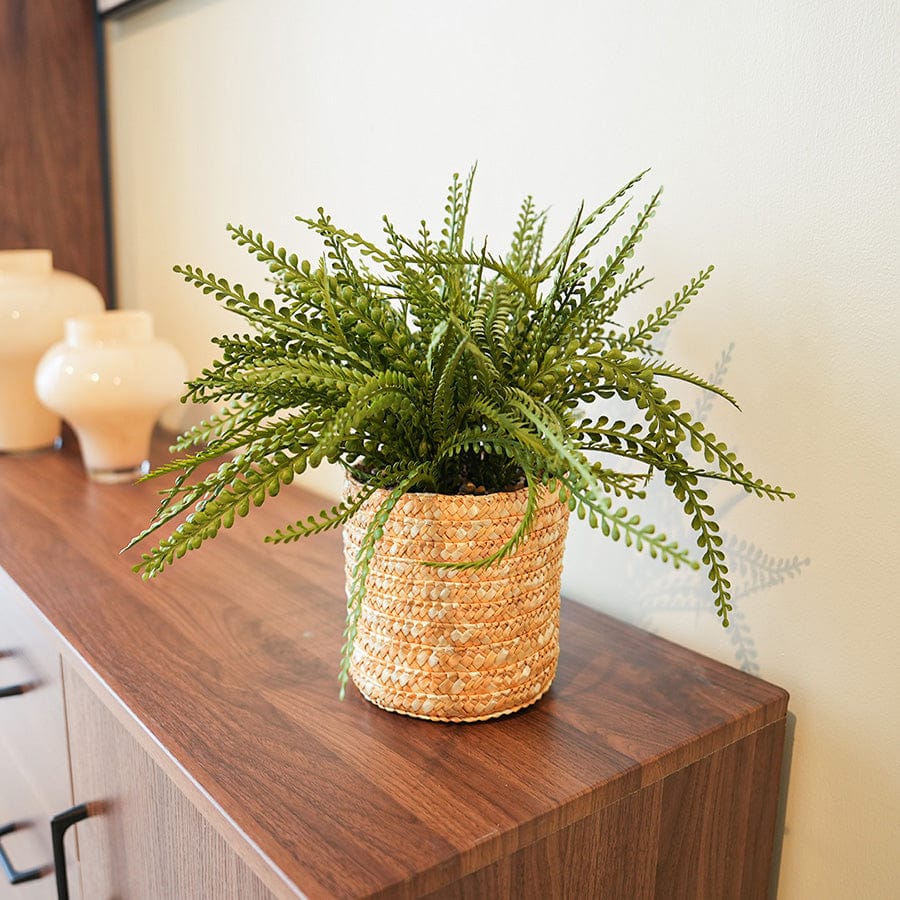 Spleenwort Fern Potted Plant