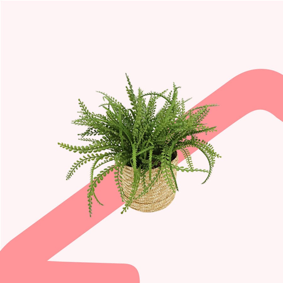 Spleenwort Fern Potted Plant