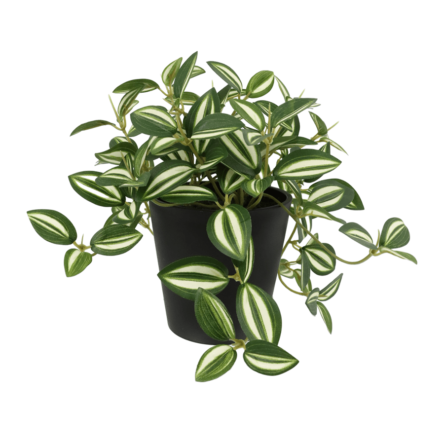Tradescantia Hanging Plant Tradescantia Hanging Plant Mandaue Foam
