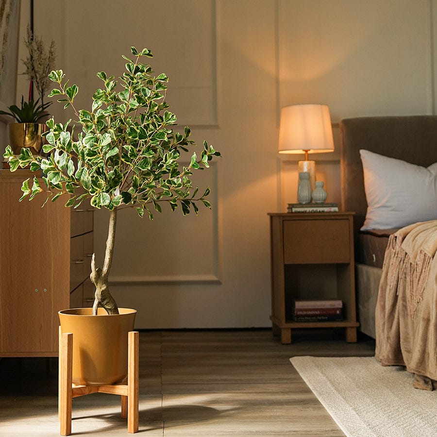 Variegated Ficus Potted Plant 100 cm