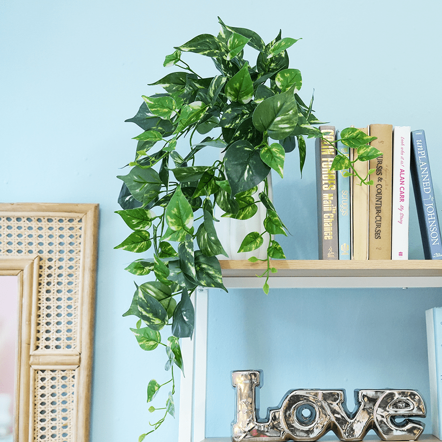 Variegated Pothos Plant Variegated Pothos Plant Mandaue Foam