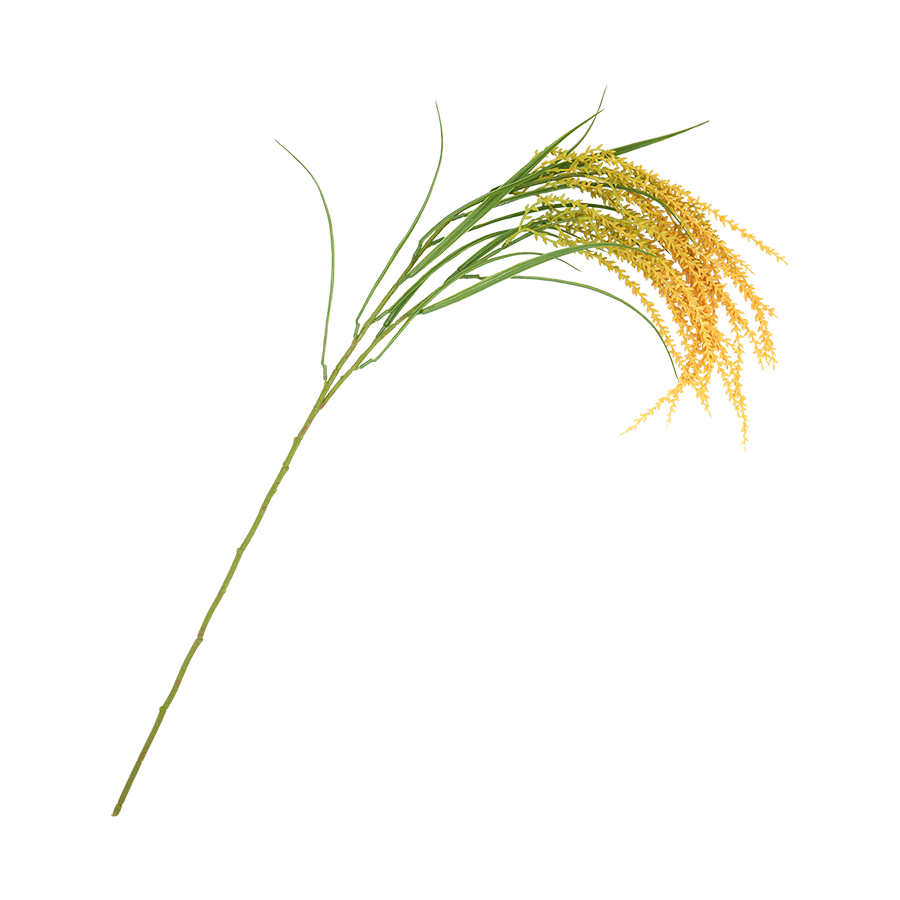 Wheatgrass Wheatgrass Mandaue Foam