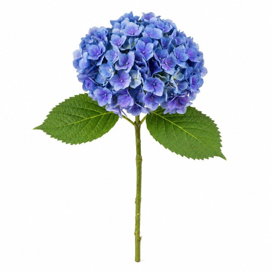 #Color_Blue