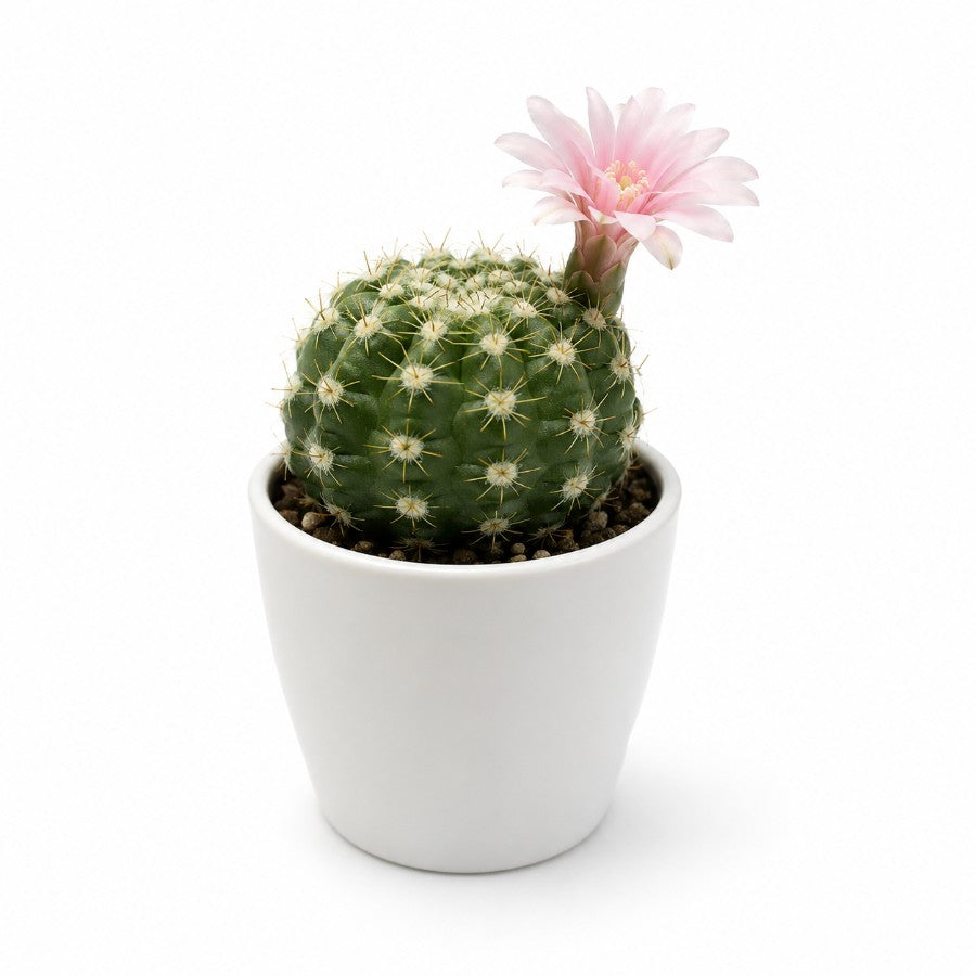 Rebutia Cactus