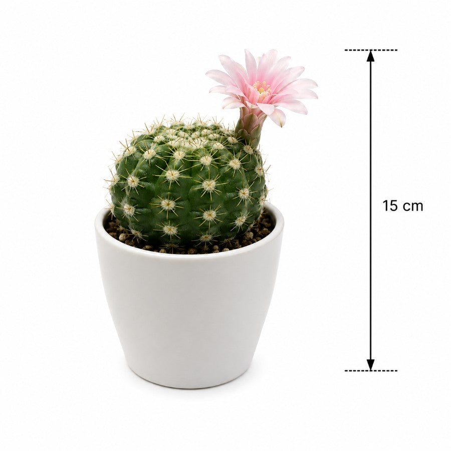 Rebutia Cactus