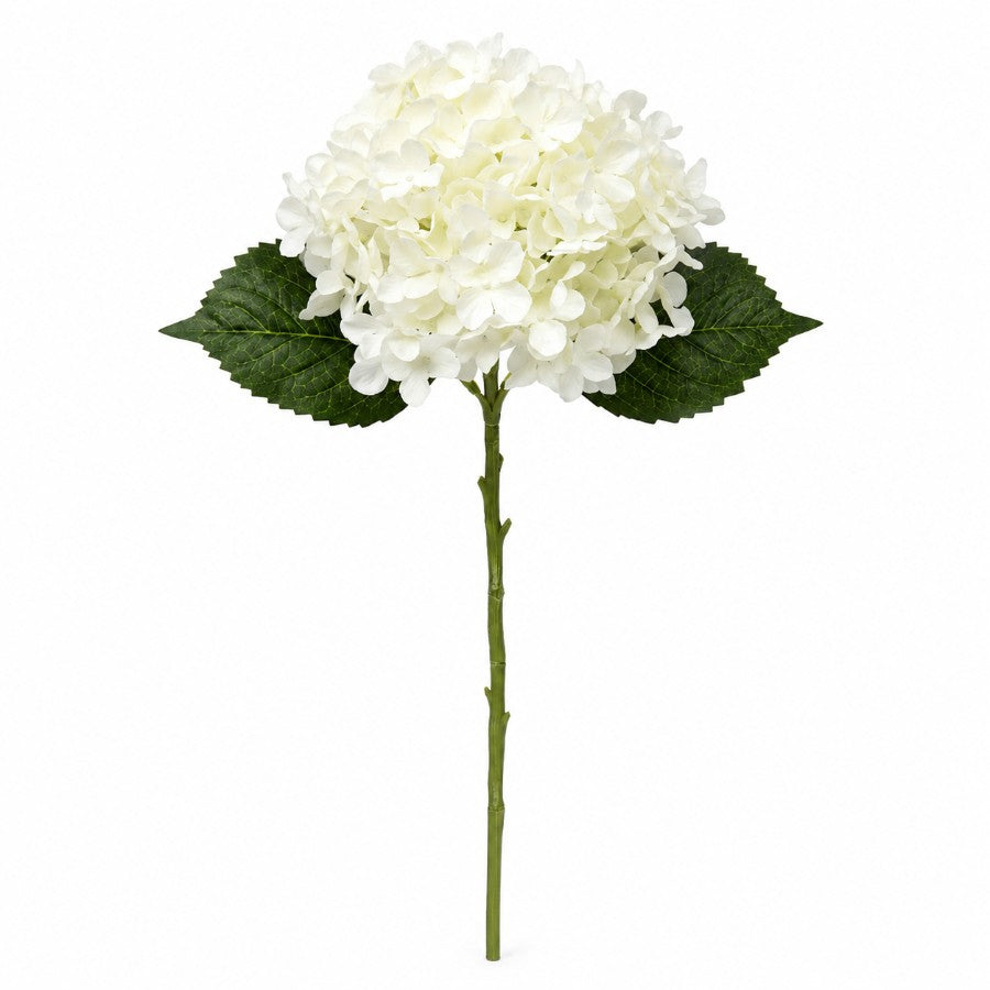 #Color_White
