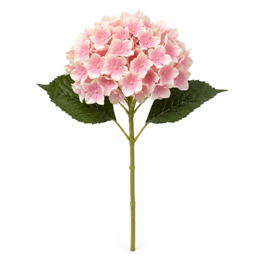 #Color_Pink