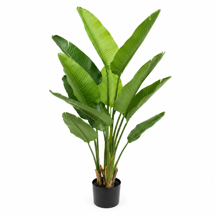 Bird of Paradise 160cm