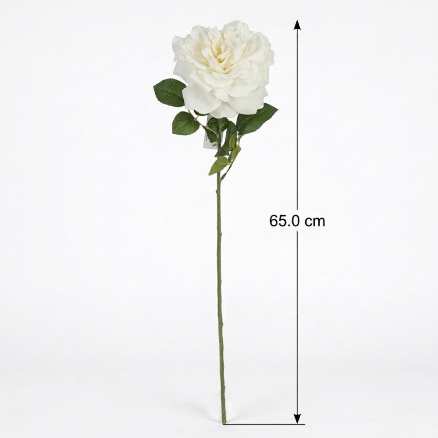 Grandiflora Rose White
