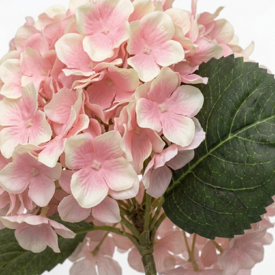 #Color_Pink