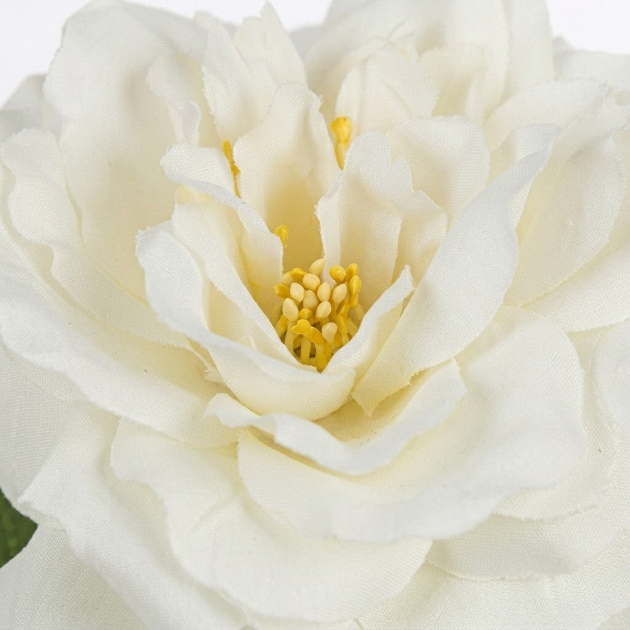 Grandiflora Rose White