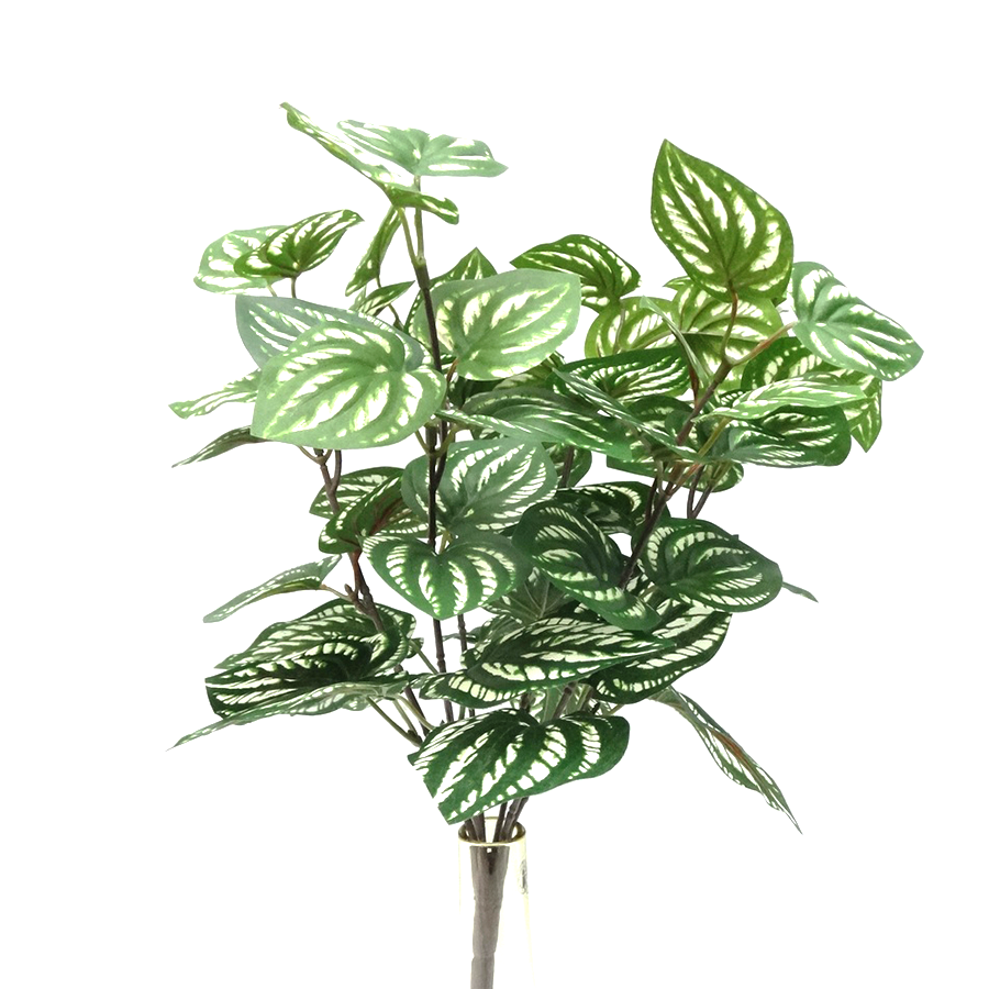 Peperomia Bunch Leaf