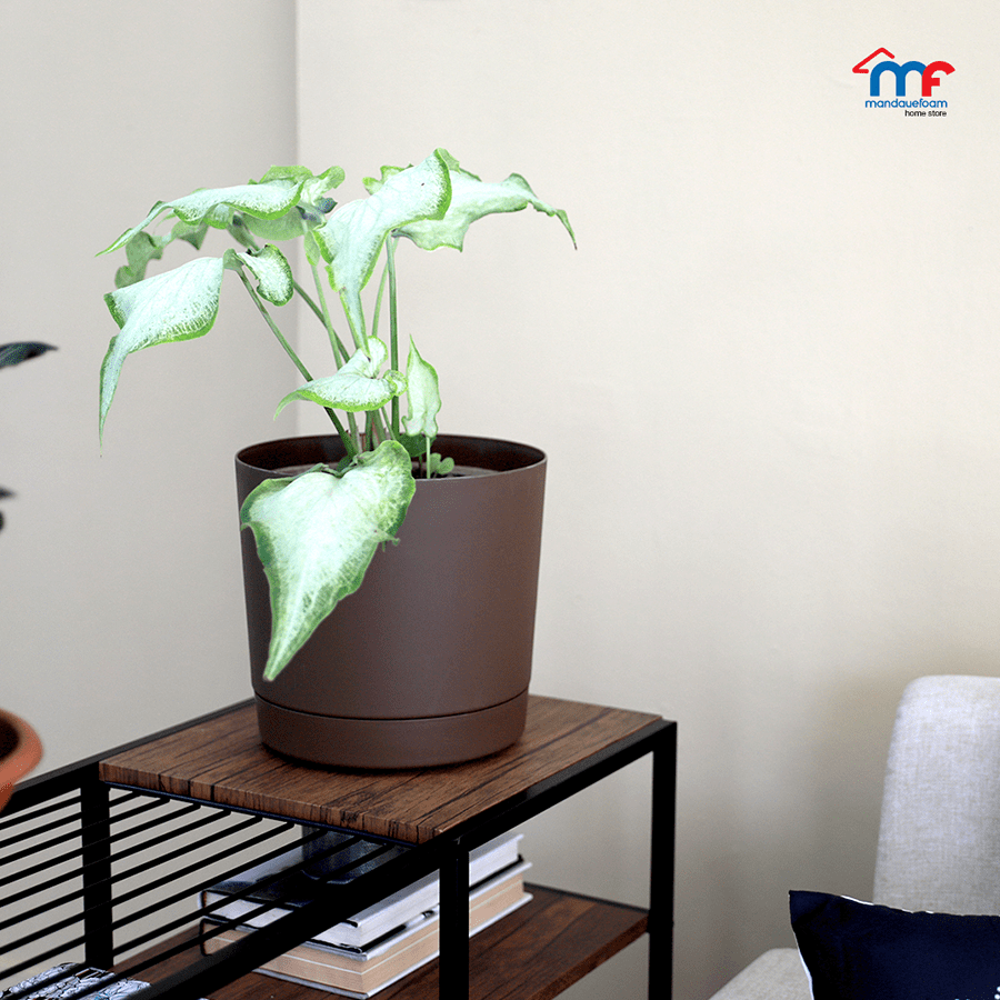 Brown Round Mini Planters Brown Round Mini Planters Large Mandaue Foam