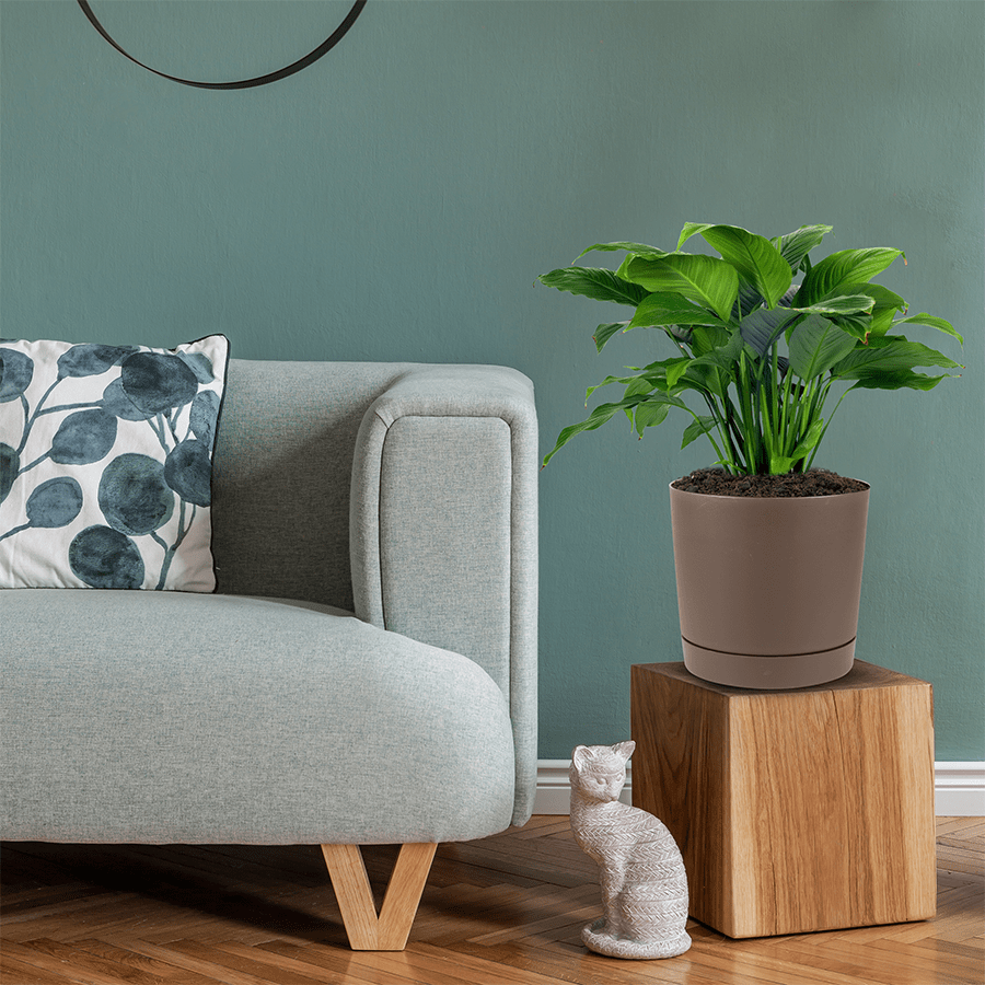 Brown Round Mini Planters Brown Round Mini Planters Large Mandaue Foam