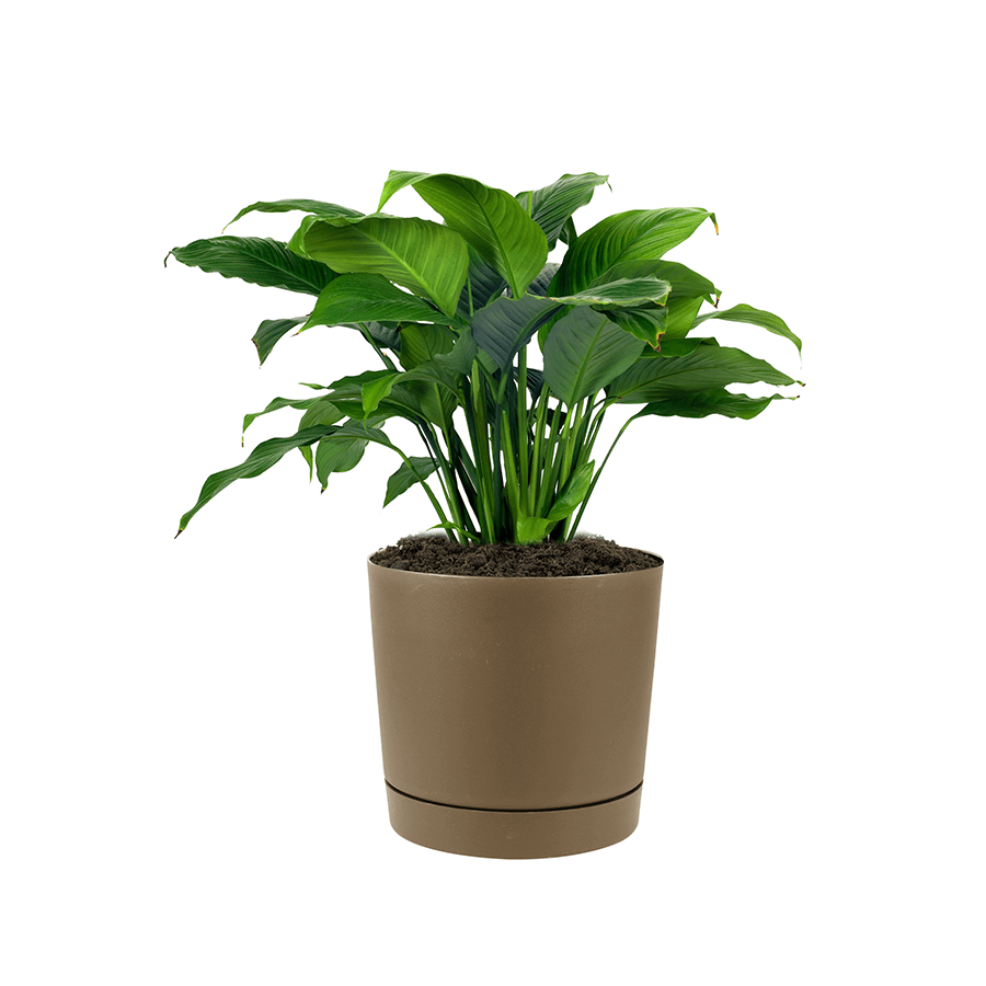 Brown Round Mini Planters Brown Round Mini Planters Large Mandaue Foam