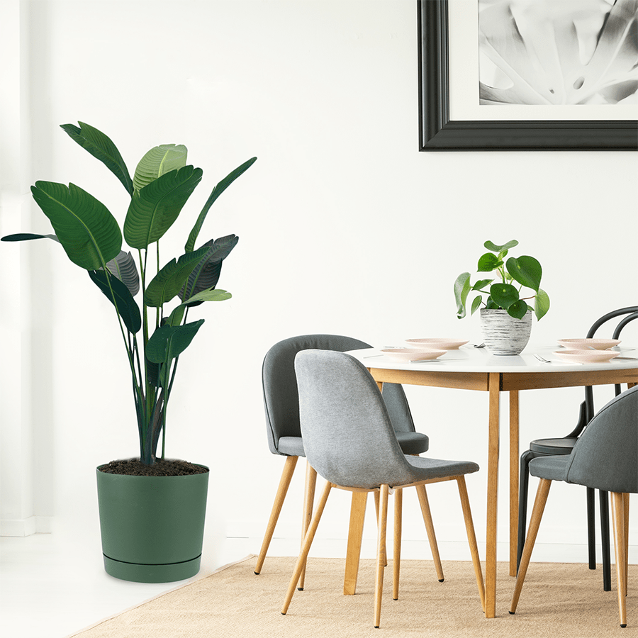 Lechuza Plastic Planter