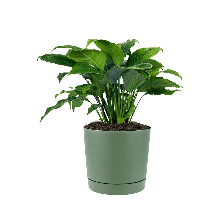 Lechuza Plastic Planter