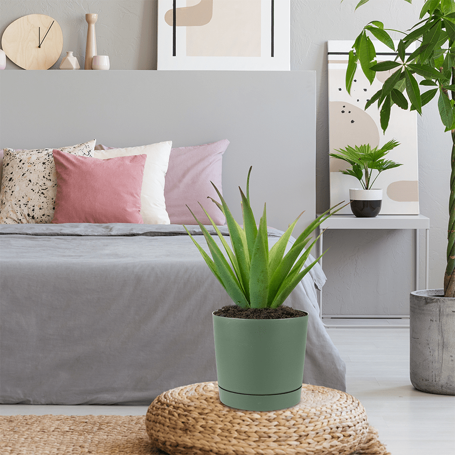 Lechuza Plastic Planter