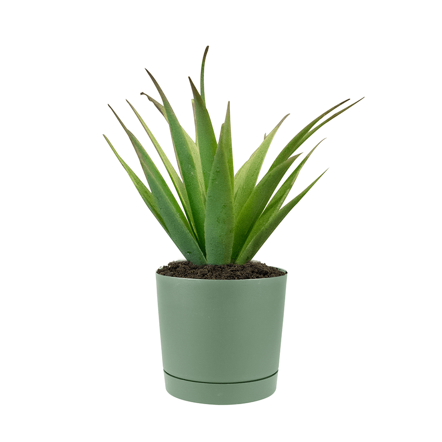 Lechuza Plastic Planter