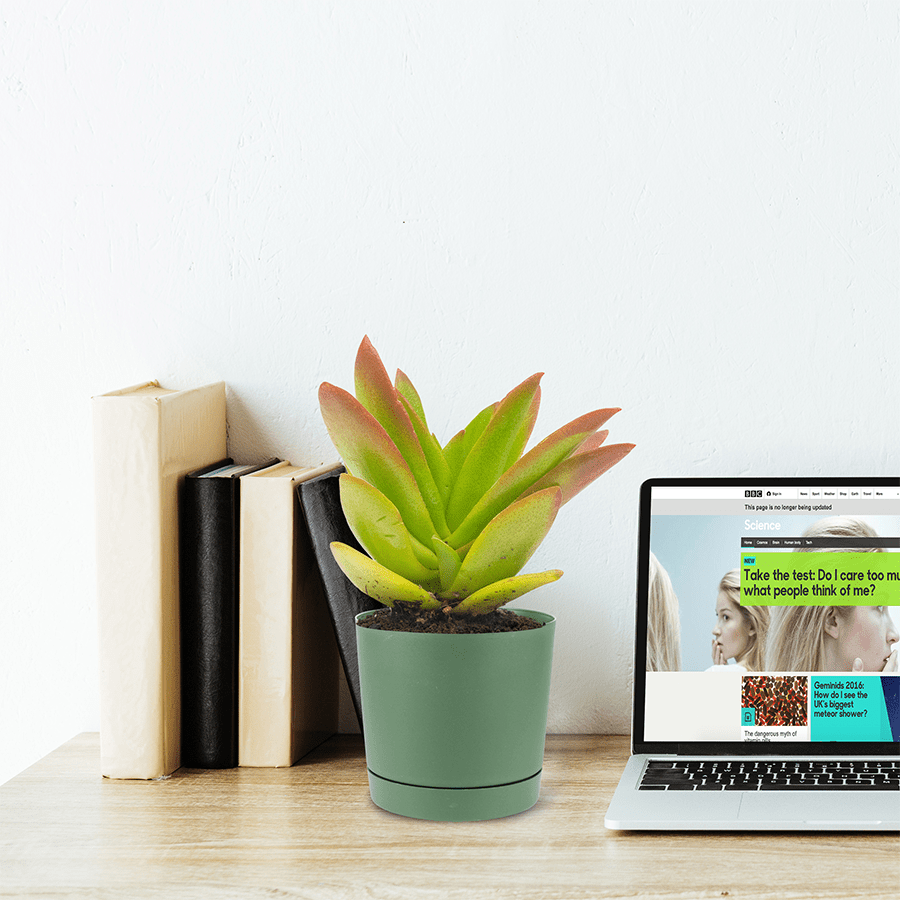 Lechuza Plastic Planter