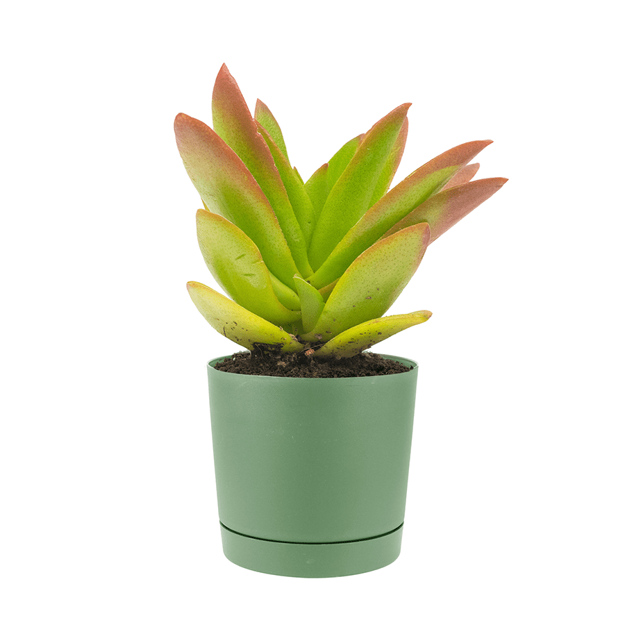Lechuza Plastic Planter