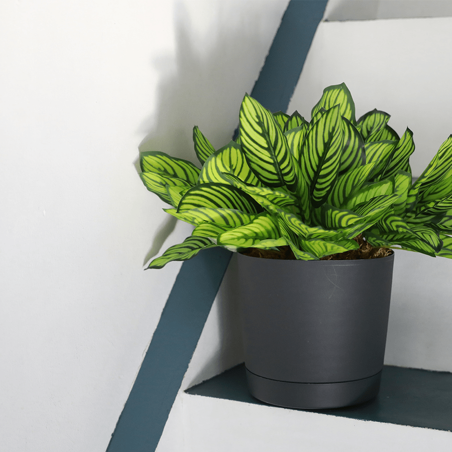 Palermo Plastic Planter Palermo Plastic Planter Mandaue Foam