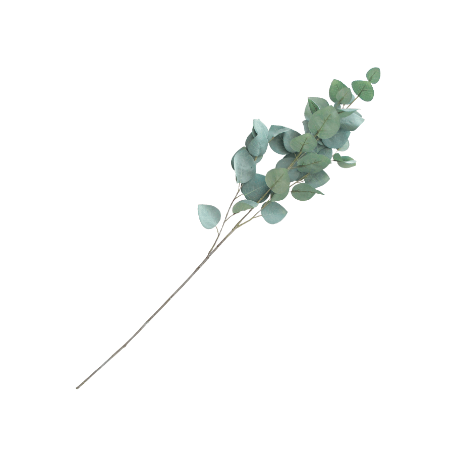 Silver Dollar Eucalyptus Single Leaf Silver Dollar Eucalyptus Single Leaf Mandaue Foam
