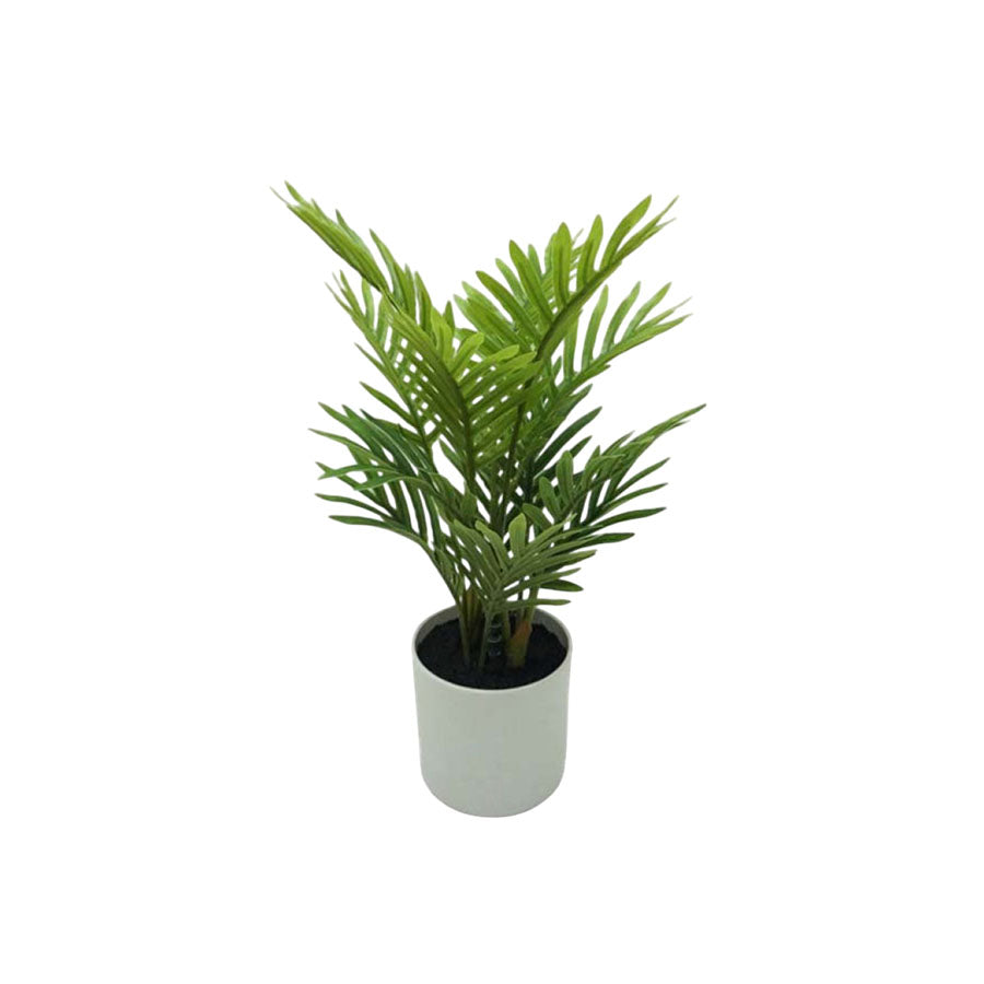 Florida Palm Potted Plant 35 cm