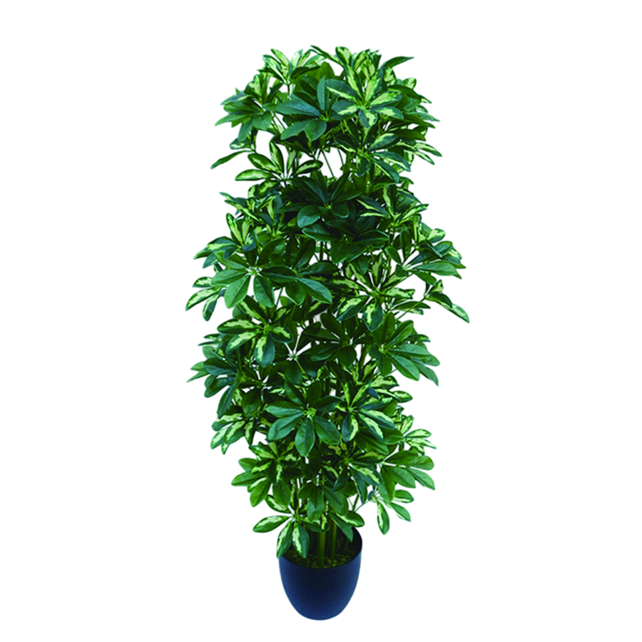Schefflera Potted Plant 120 cm