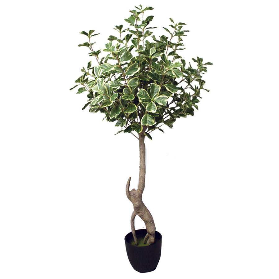 Variegated Ficus Potted Plant 100 cm