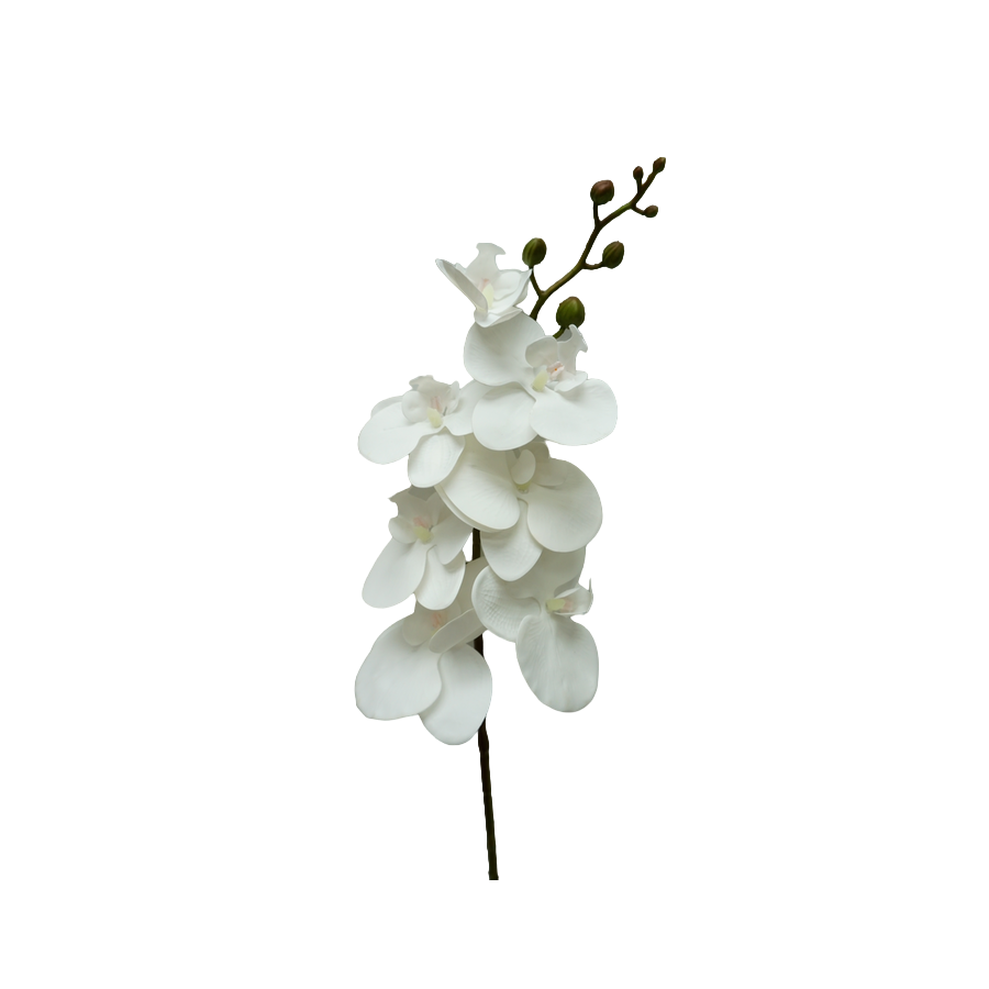 Phalaenopsis White Single Flower