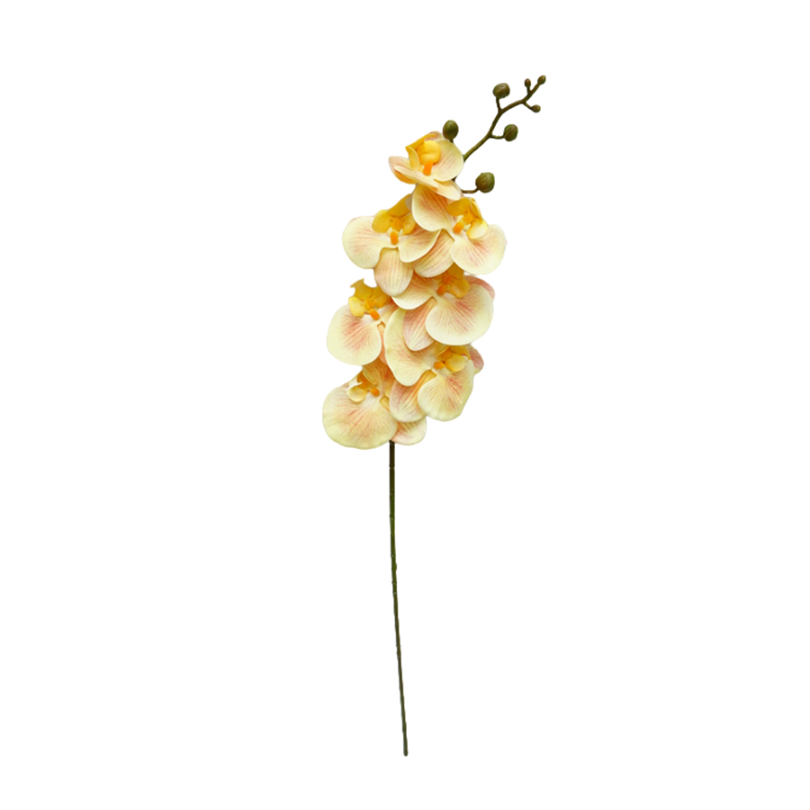 Phalaenopsis Yellow Single Flower