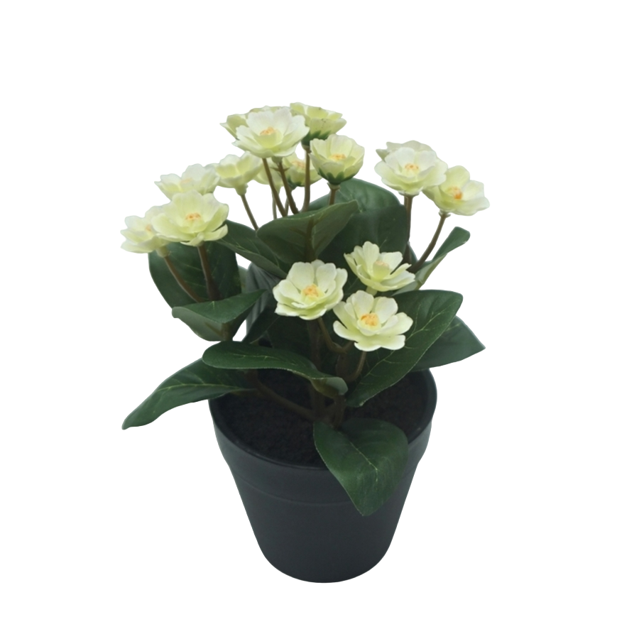 Azalea White Potted Plant