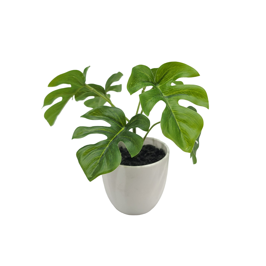 Monstera Potted Plant 15 cm