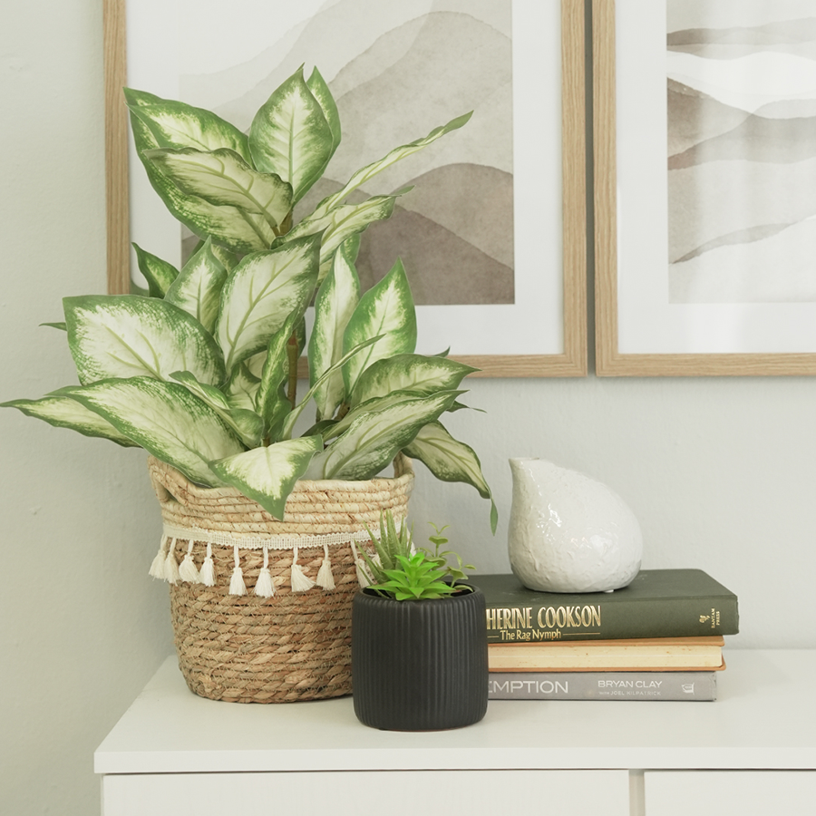 Red Valentine Aglaonema in Pot