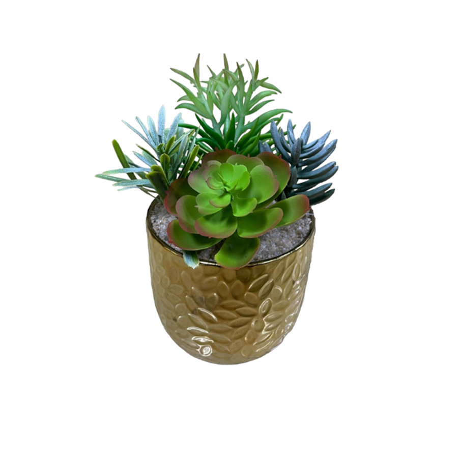 Asstd Cacti Plant on Pot 19cm